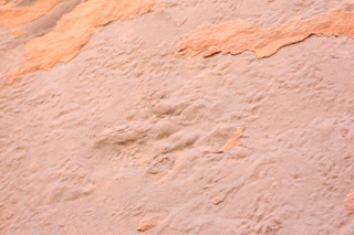 84 9cj. Zeb's dinosaur tour - footprint