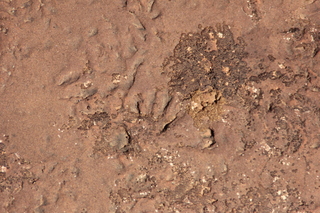 Zeb's dinosaur tour - footprints