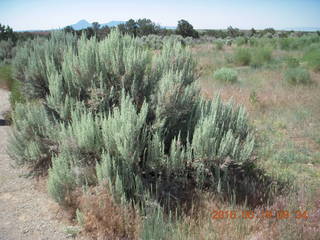 Lowry Pueblo Landmark plants
