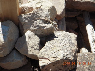 138 9ck. Lowry Pueblo Landmark lizard