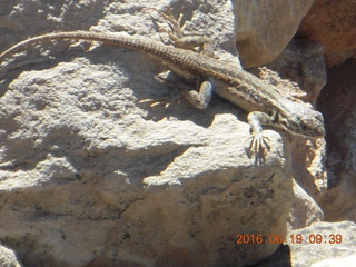 139 9ck. Lowry Pueblo Landmark lizard