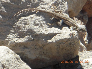 Lowry Pueblo Landmark lizard
