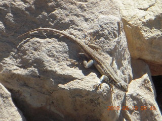 Lowry Pueblo Landmark + lizard