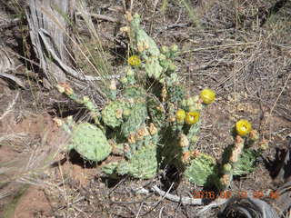 Lowry Pueblo Landmark cactus