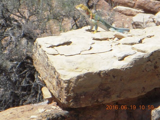 Cutthroat Castle lizard