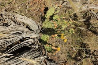 Lowry Pueblo - cactus