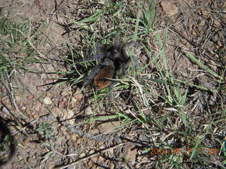 tool for removing airplane tie-down spikes