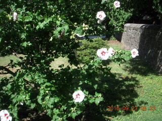 flowers at Betsy's place