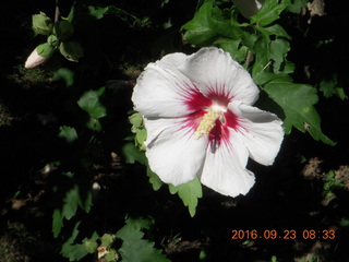 flowers at Betsy's place