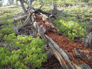 Bryce Canyon - Bryce Point hike - Ana M