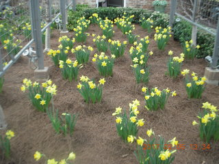 flowers at Betsy's place