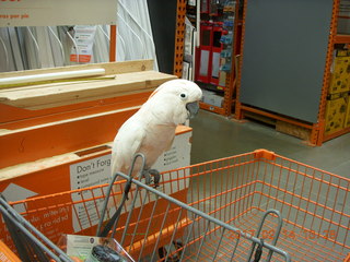 cool cockatoo shopping at The Home Depot