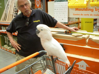 cool cockatoo shopping at The Home Depot