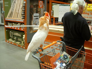 cool cockatoo shopping at The Home Depot
