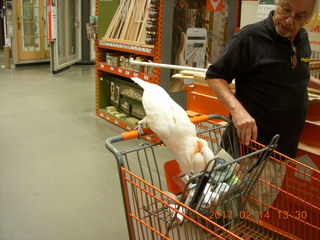 cool cockatoo shopping at The Home Depot