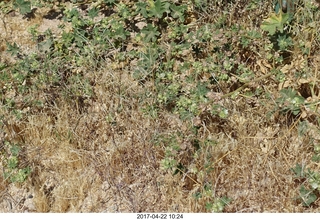 Alamo Lake - Wayside flora