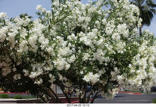 new camera blossoms on tree