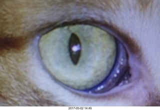 458 9p2. my cat Max's eye, picture of a picture of the original picture