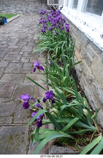 592 9p6. Betsy's irises