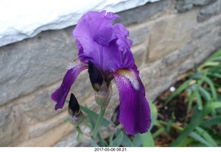 Betsy's iris