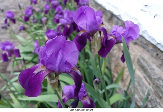 Betsy's irises