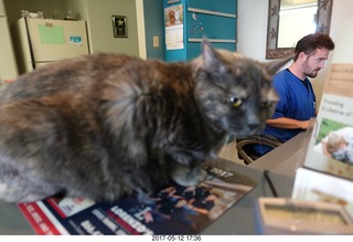 Krista Gibson vet office - Kendra cat