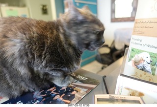 Krista Gibson vet office - Kendra cat