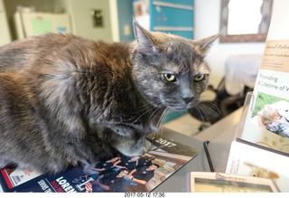 Krista Gibson vet office - Kendra cat