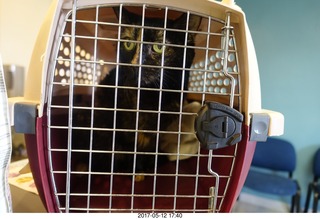 my cat Penny and Dr. Krista Gibson