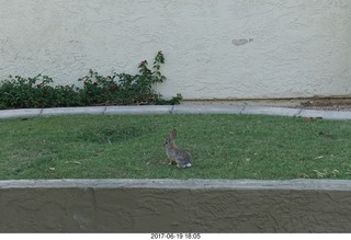 rabbit on the lawn at work