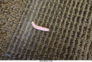 Walsenburg, Colorado