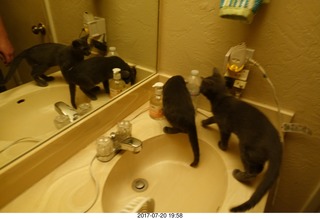 my cats Devin and Jane - four cats with the mirror