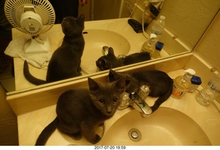 my cats Devin and Jane - four cats with the mirror