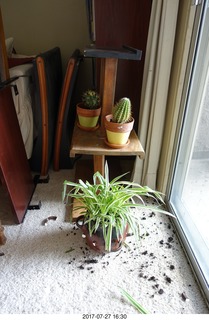 new plants trashed by my cats