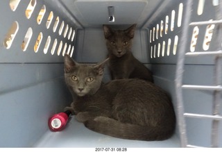 my kittens Devin and Jane at the vet