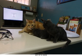 525 9rx. my cats Max, Devin, and Jane at the vet