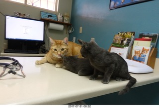 526 9rx. my cats Max, Devin, and Jane at the vet