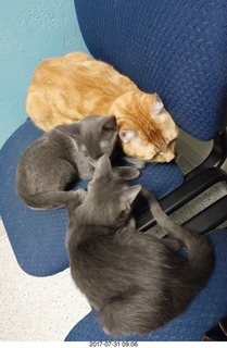 543 9rx. my cat Max and my kittens Devin and Jane at the vet