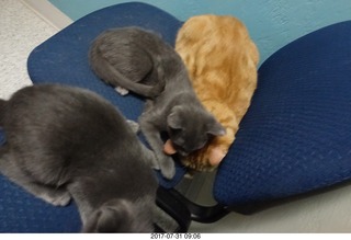 544 9rx. my cat Max and my kittens Devin and Jane at the vet