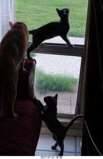 my cat Max and my kittens Devin and Jane at the vet