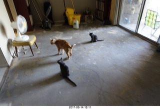 my cats on my bare-slab floor