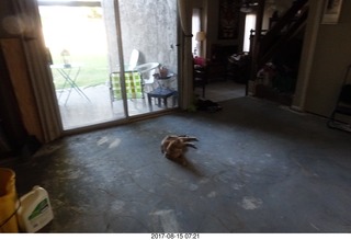 cats on my bare-slab floor