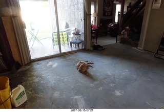 cats on my bare-slab floor