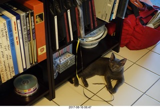 my kitten Jane playing with reel-to-reel tape