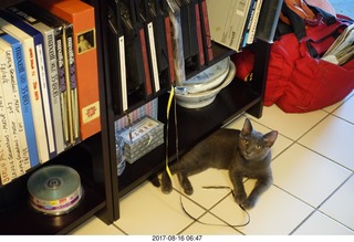 my kitten Jane playing with reel-to-reel tape