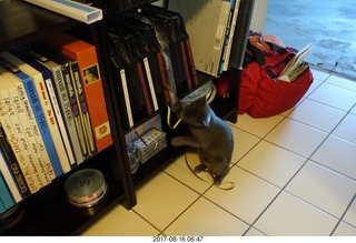 my kitten Jane playing with reel-to-reel tape