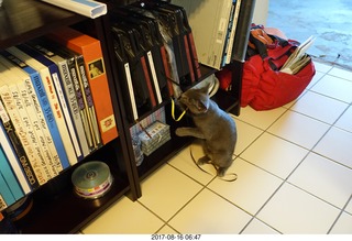 my kitten Jane playing with reel-to-reel tape