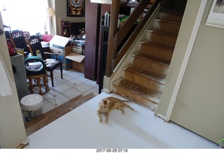 561 9sv. my cat Max on my white-slime floor