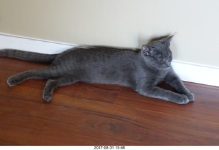 Brian Bell and my kitten Devin