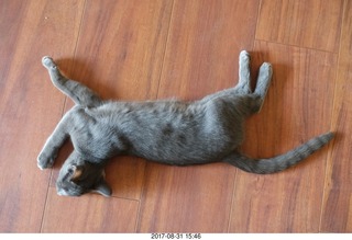 Brian Bell and my kitten Devin